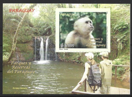 Paraguay scimmia bruna - paraguay,